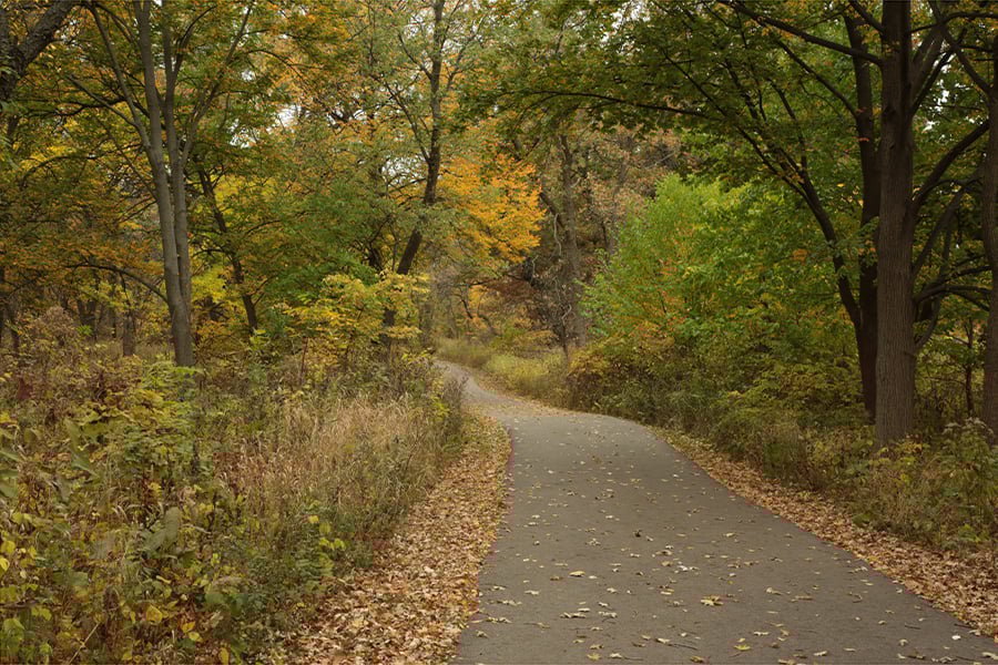 York Woods Forest Preserve